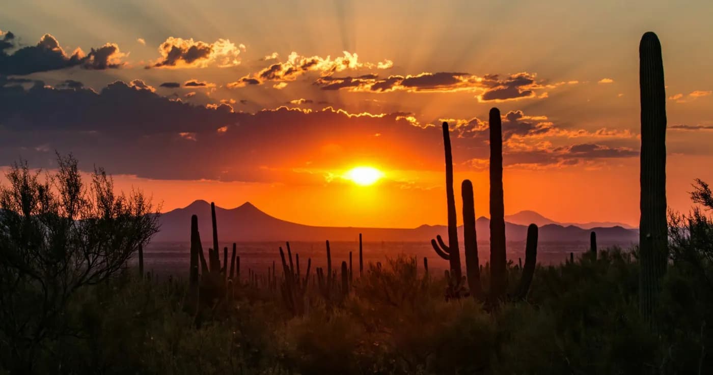 Saguaro cactus at sunset near Tucson, Arizona