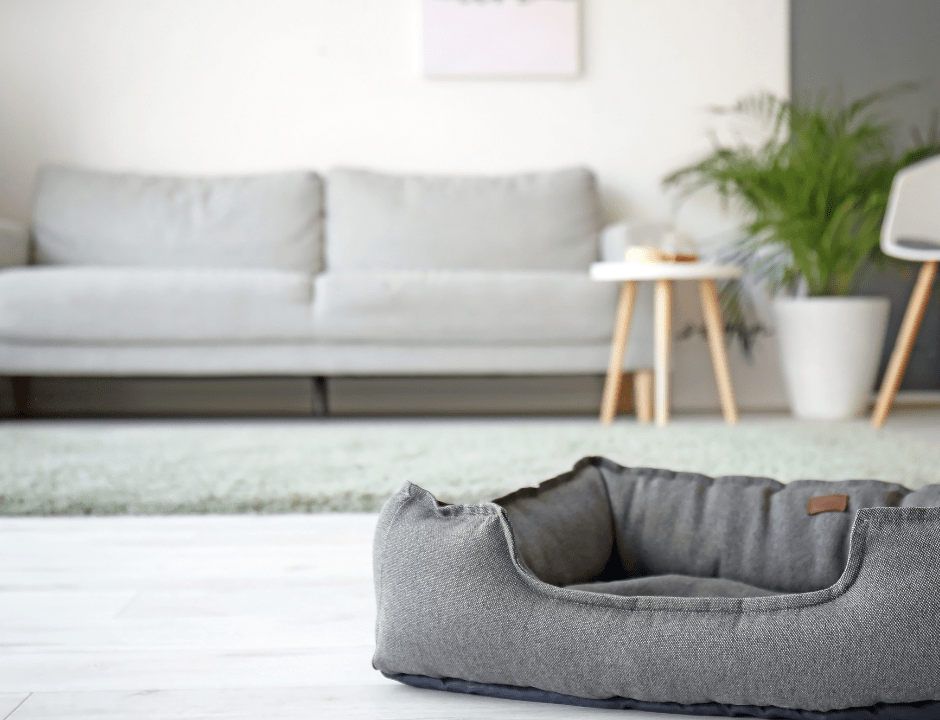 pet bed in a beautiful living room - pet friendly